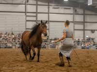 Էգ ձի, Friesian — լուսանկար 6