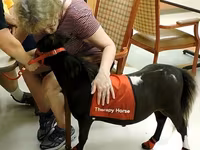 公马, Miniature horse — 照片 6
