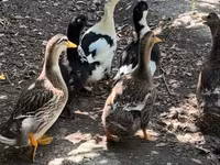 Ducks — الصورة 2