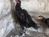 Ayam Cemani — Foto 3