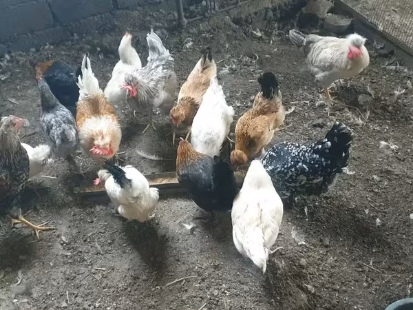 Chickens — Հայաստան