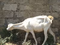 Ziege, Saanen goat — Foto 2