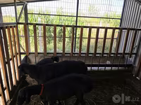 Widder, Hissar sheep — Foto 2