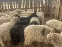 Sheep (batch, sex not specified), Suffolk sheep — photo 1
