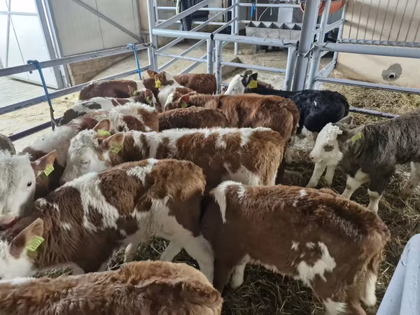 Ցուլ, Simmental cattle