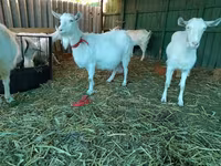 Էգ այծ, Saanen goat — լուսանկար 5