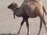 Ուղտ, Kazakh Bactrian camel — լուսանկար 2