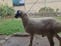 Խոյ, Blackheaded Persian sheep — լուսանկար 2