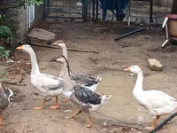 Geese — الصورة 4