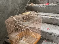 Թութակի վանդակ մեծ — լուսանկար 4