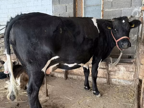 Kuh, Holstein-Rasse