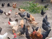 Chickens — 2-сурет