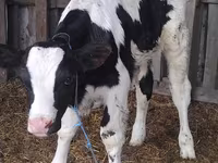 公牛, Russian Black pied cattle — 照片 1