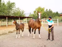 Stute, Akhal-Teke — Foto 1