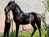 حصان, Swedish warmblood horse — الصورة 1