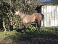 Айғыр, Arabian horse — 8-сурет