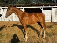 Бие, Dutch warmblood horse — 4-сурет