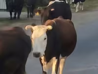 Cow, Latvian Blue cattle — photo 5