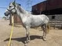 Бие, Orlov Trotter — 7-сурет
