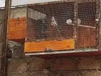 Ձեռքի սարքած սիրուն բներ — foto 2