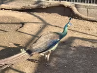 Chickens — الصورة 4