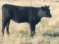 Cow, Aberdeen-Angus — photo 2