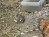 Chickens — լուսանկար 5