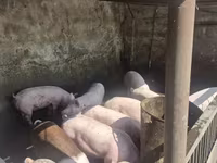 Eber, Schweine — Foto 6