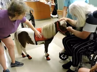 Էգ ձի, Miniature horse — լուսանկար 1