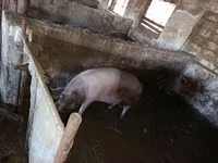خنزير ذكر, الخنازير — الصورة 3