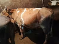 Կով, Simmental cattle — լուսանկար 2