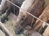 भेड़, Tian-Shan semifinewool sheep — फ़ोटो 3