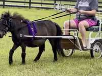 Ձի, Miniature horse — լուսանկար 5