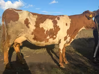 Vaca, Simmental cattle — foto 3