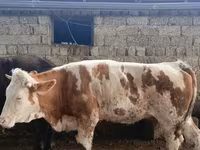 Vaca, Simmental cattle — foto 4