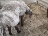 公羊, Sheep — 照片 7