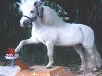 Ձի, Miniature horse — լուսանկար 7