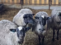 भेड़, Romanov sheep — फ़ोटो 1