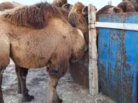 Էգ ուղտ, Kazakh Bactrian camel — լուսանկար 1
