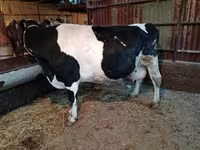 Cow, Latvian Blue cattle — photo 2