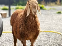 Խոյ, Hissar sheep — լուսանկար 2