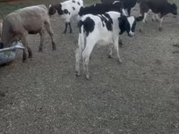 Сиыр, Russian Black pied cattle — 3-сурет