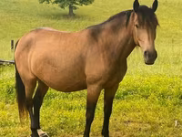 Stute, Black Sea breed — Foto 3