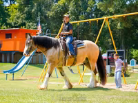 Ձի, Gypsy horse — լուսանկար 2