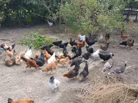 Chickens — 5-сурет