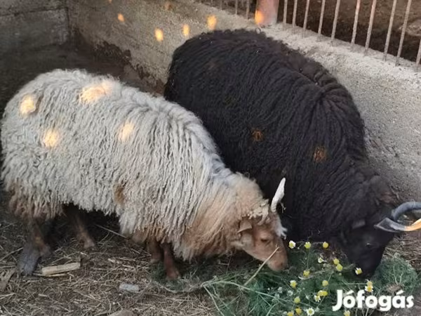 Қой, Racka sheep