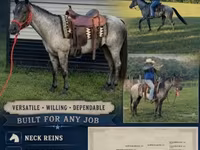 Айғыр, Quarter Horse — 1-сурет