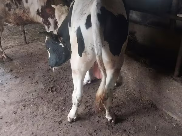 公牛, Russian Black pied cattle