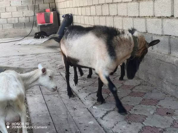 Արու այծ, Alpine goat