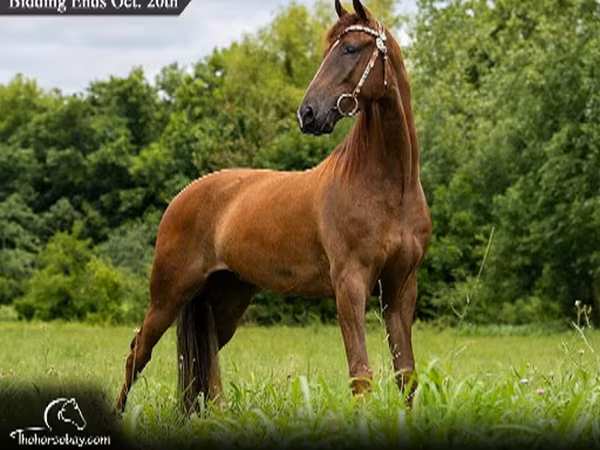 Ձի, Tennessee Walking Horse